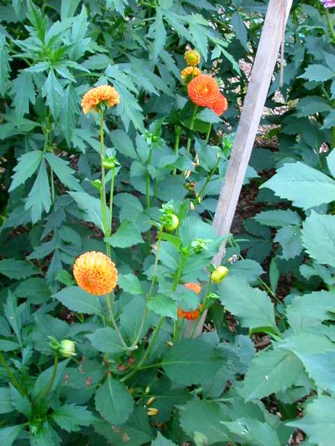 Dahlia Photo
