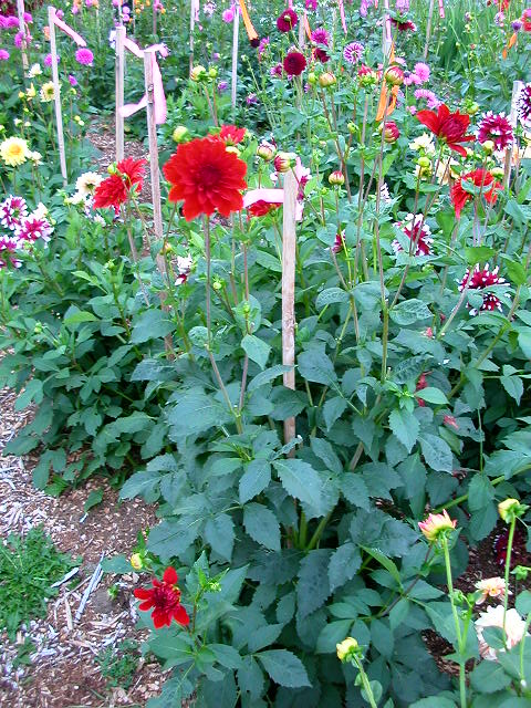 Dahlia Photo