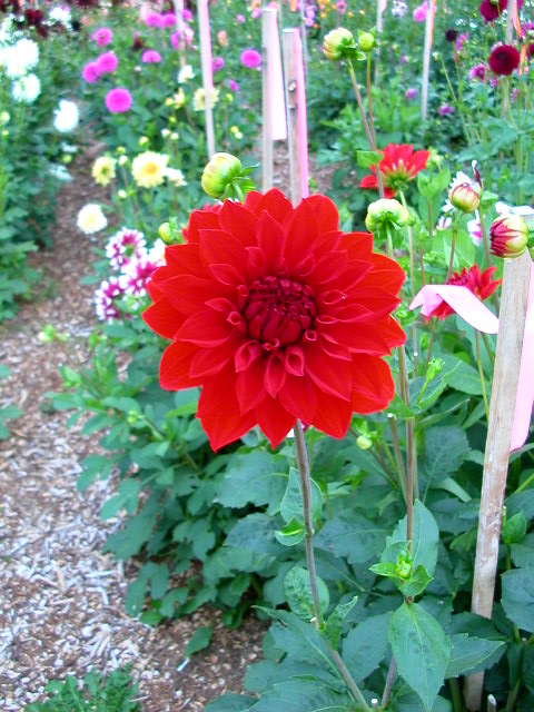 Dahlia Photo