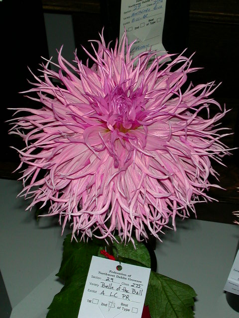 Dahlia Photo