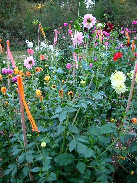 Dahlia Photo
