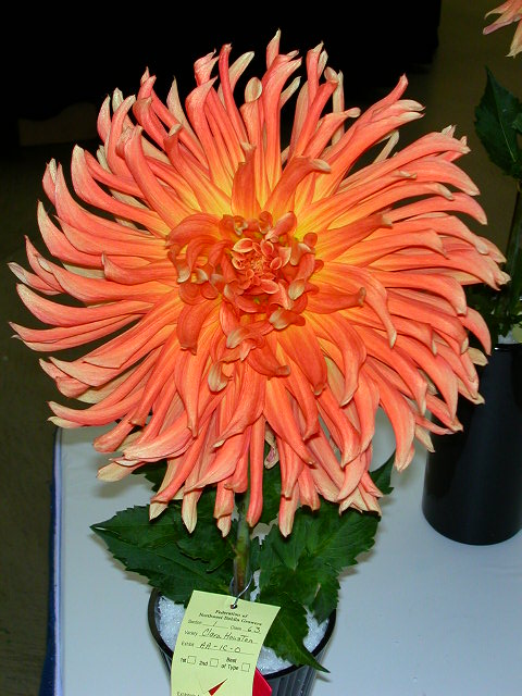 Dahlia Photo