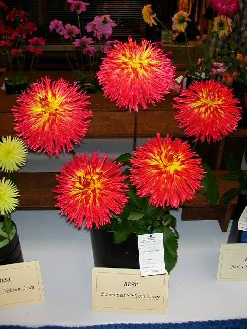 Dahlia Photo