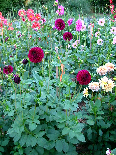 Dahlia Photo