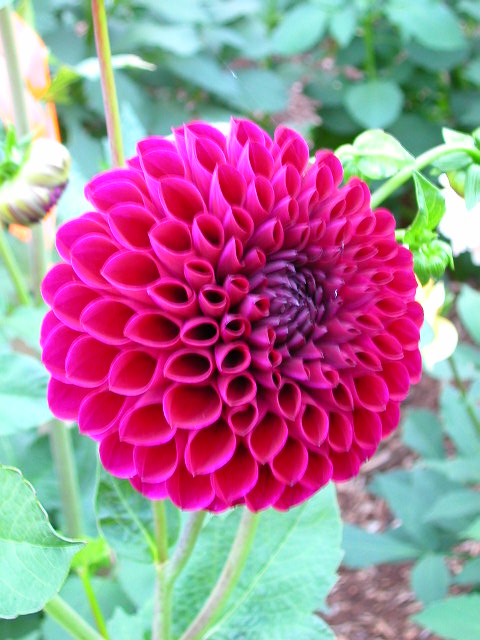 Dahlia Photo