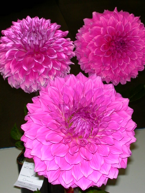 Dahlia Photo