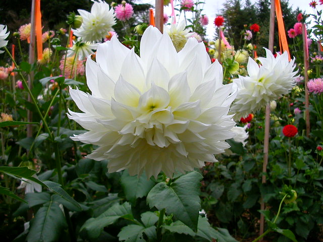 Dahlia Photo