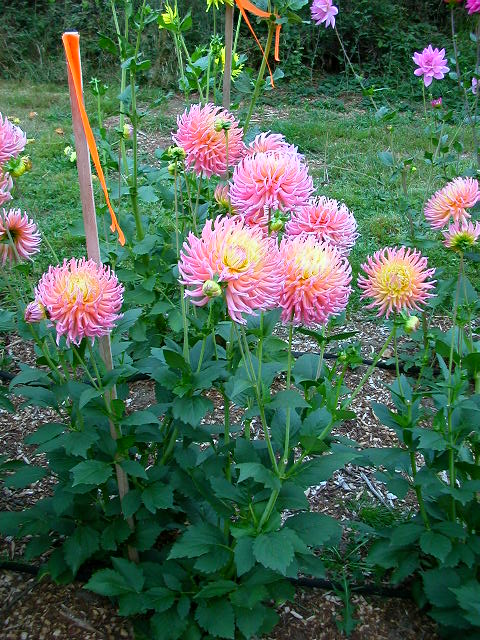 Dahlia Photo