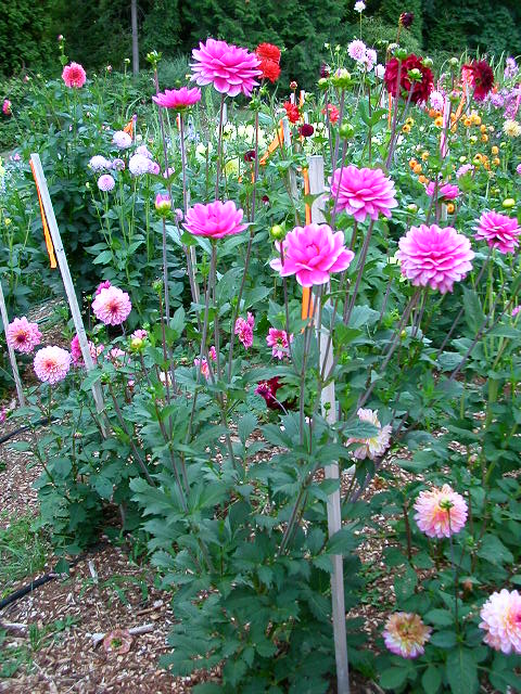 Dahlia Photo