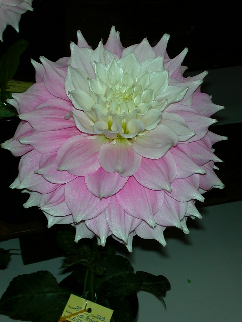 Dahlia Photo