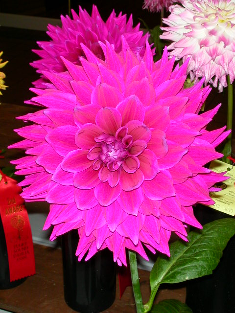 Dahlia Photo