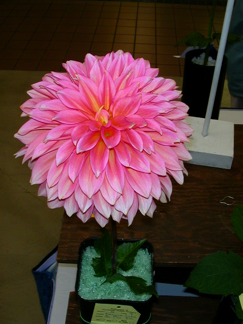 Dahlia Photo