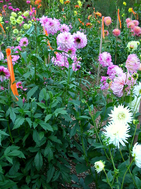 Dahlia Photo