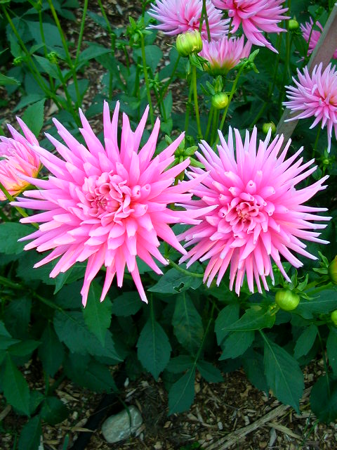 Dahlia Photo