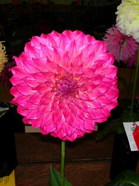 Dahlia Photo