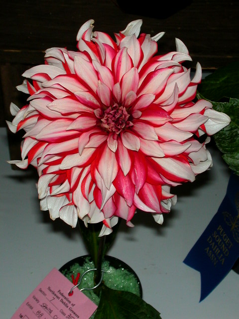 Dahlia Photo