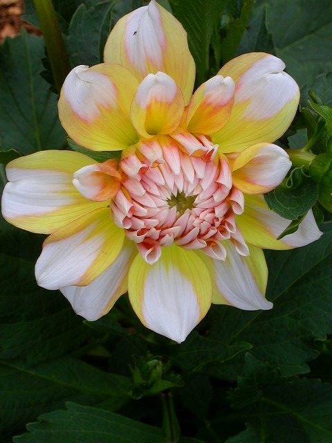 Dahlia Photo