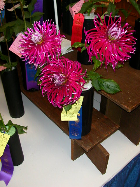 Dahlia Photo