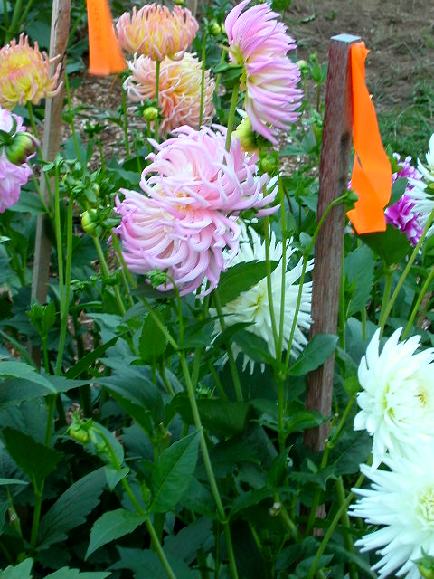Dahlia Photo