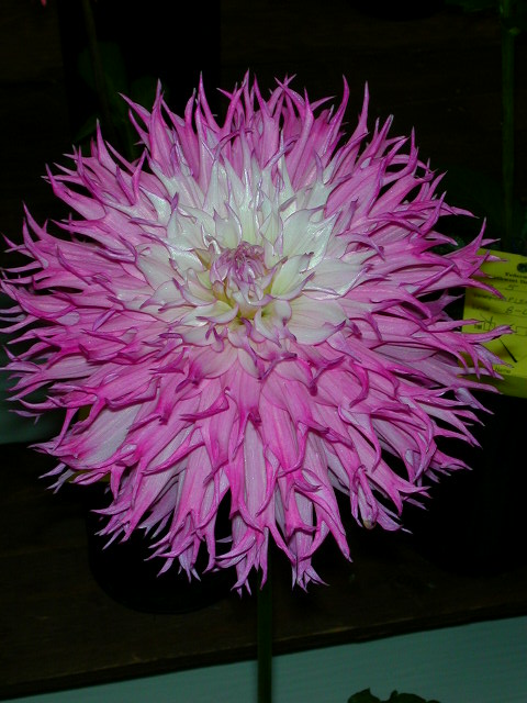Dahlia Photo