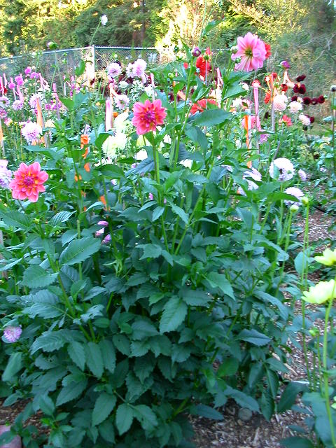 Dahlia Photo