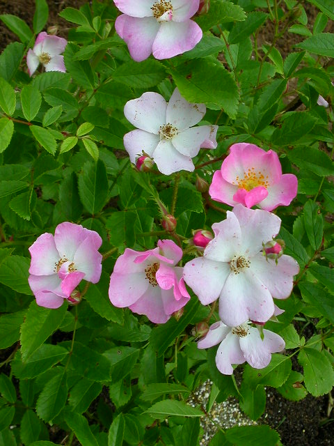 Rose Photo