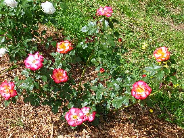 Rose Photo
