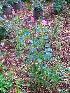Rose Photo