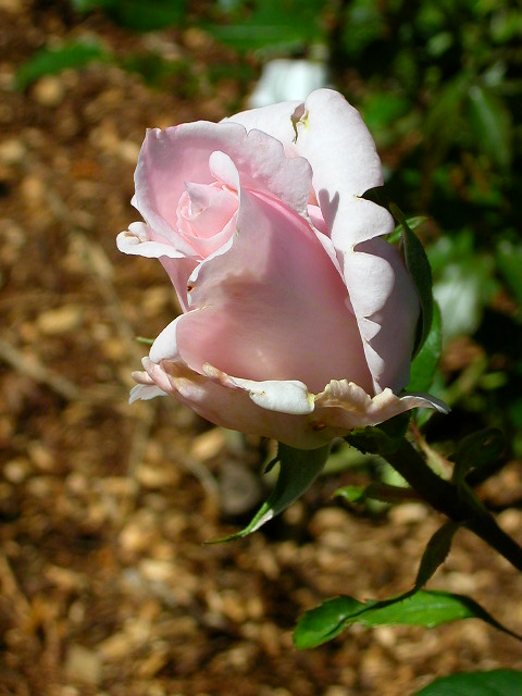 Rose Photo