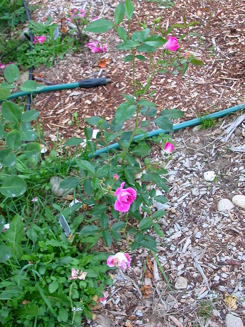 Rose Photo