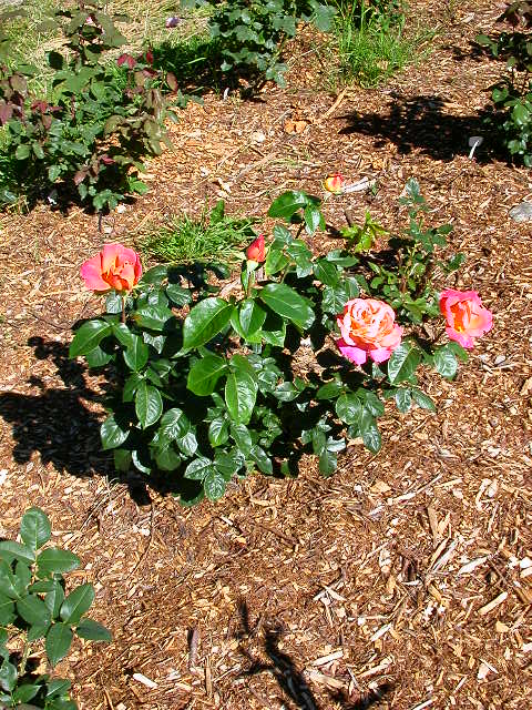 Rose Photo