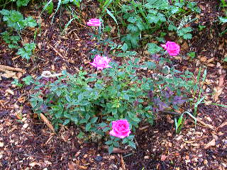 Rose Photo