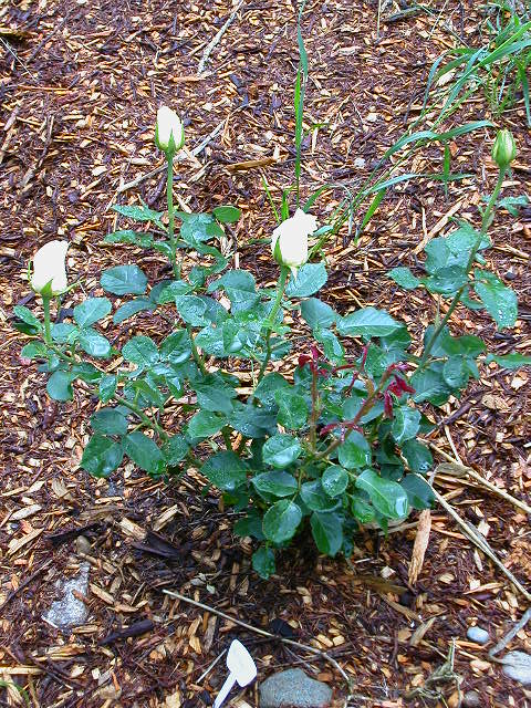 Rose Photo