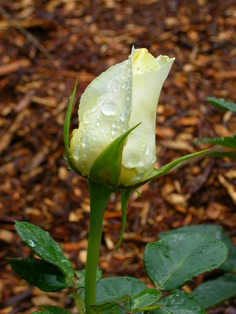 Rose Photo