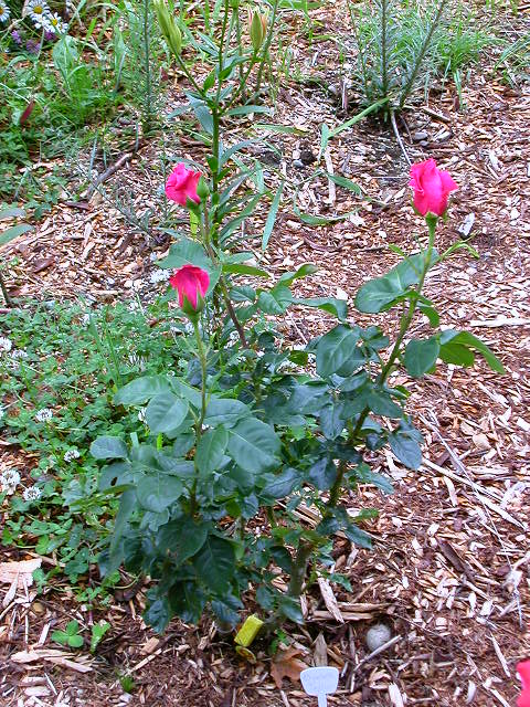 Rose Photo