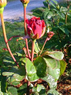 Rose Photo