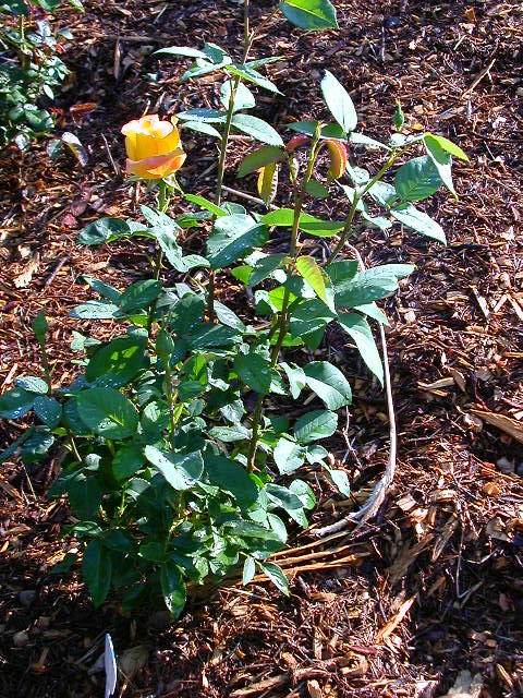 Rose Photo