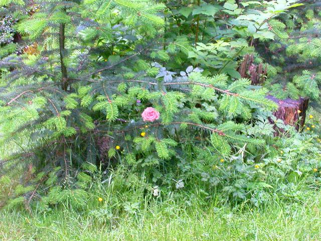 Rose Photo