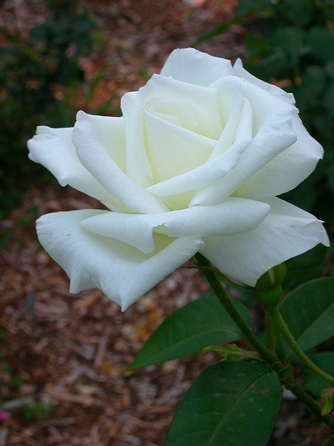 Rose Photo