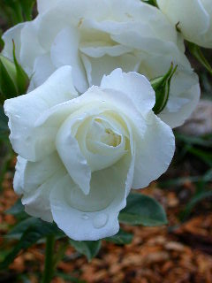 Rose Photo