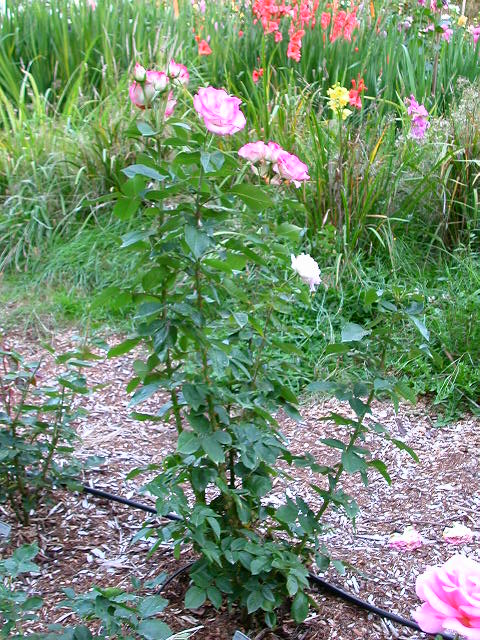 Rose Photo