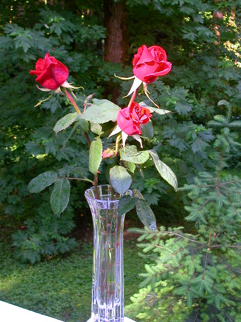 Rose Photo