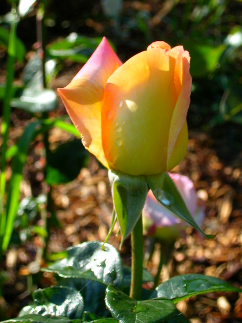 Rose Photo