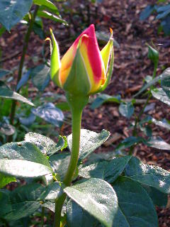 Rose Photo