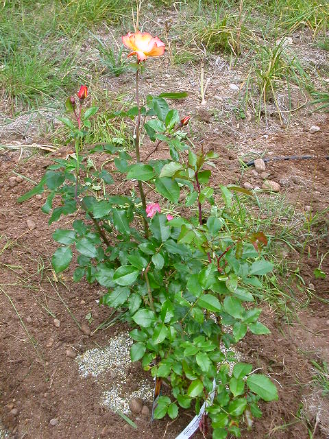 Rose Photo