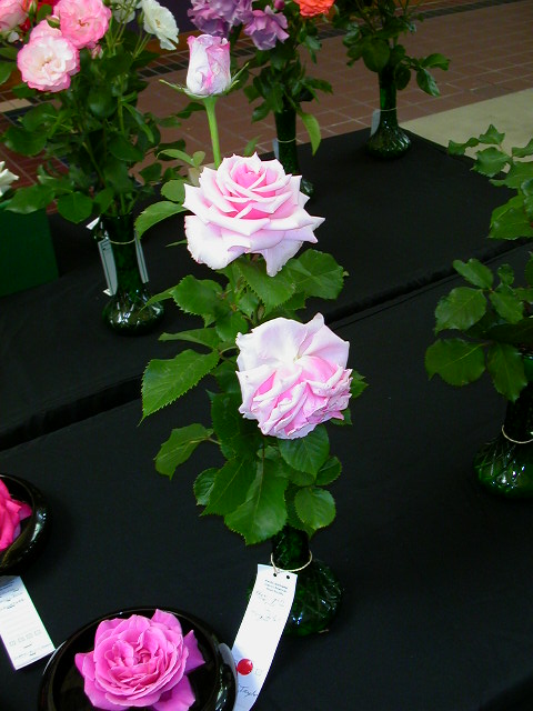 Rose Photo