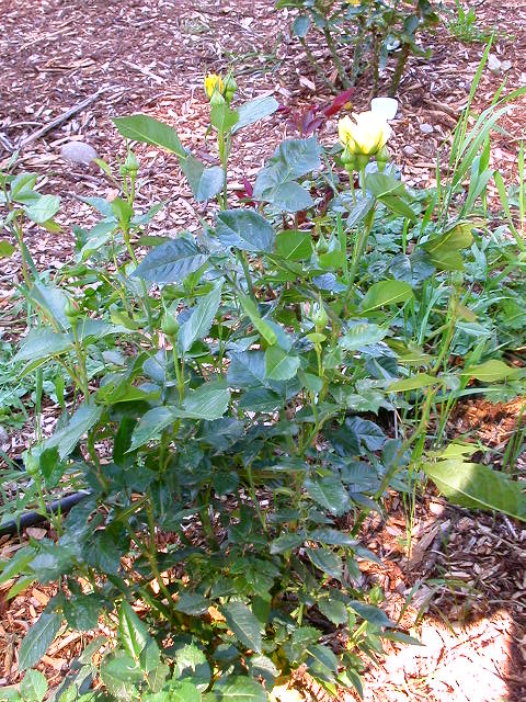 Rose Photo