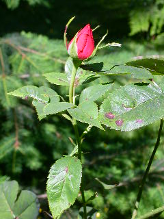 Rose Photo