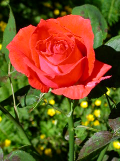 Rose Photo