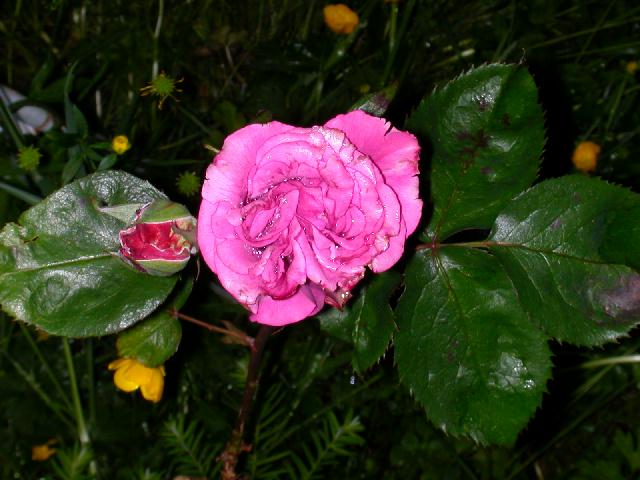 Rose Photo